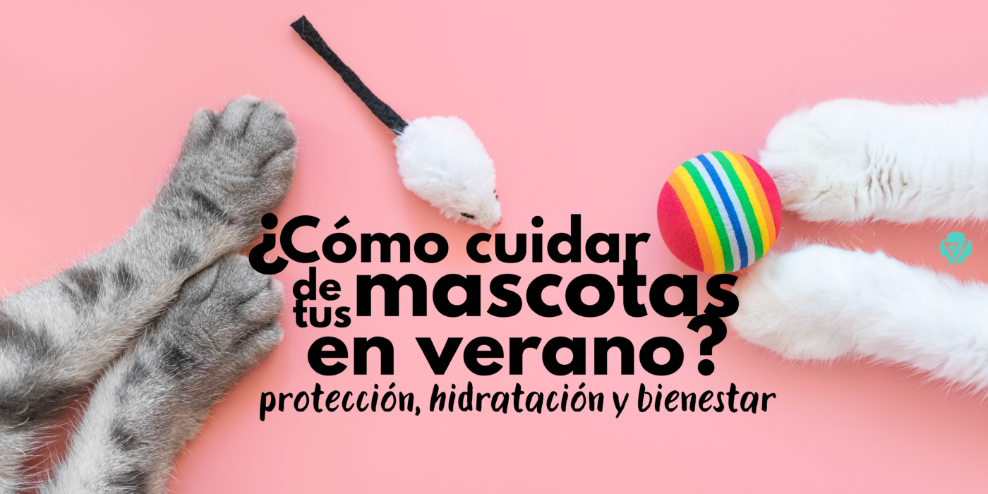 Cómo cuidar a tus mascotas en verano: protección, hidratación y bienestar